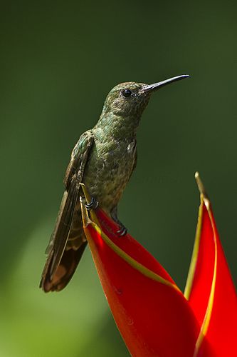 Scaly-breasted hummingbird